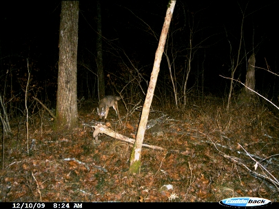 A lone Canis latrans is captured by a TBRC camera trap in Area X in the Ouachita Mountains of Arkansas and Oklahoma. 