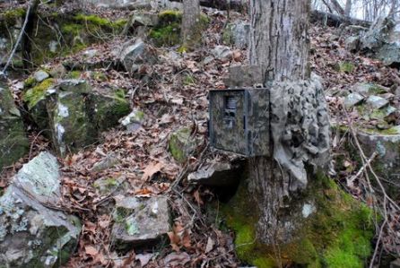 Figure 1. Wildlife camera trap with protective box. Photo: Chris Buntenbah.