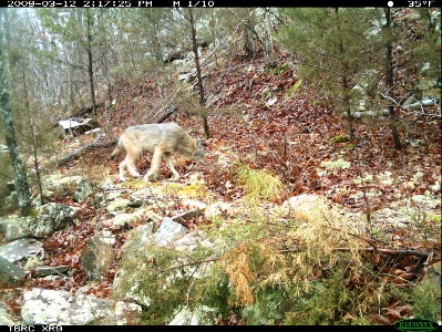 One of the few photo-captures of Canis latrans in the OFV catalog.