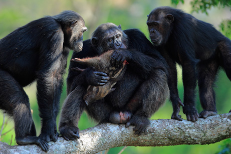 Frodo, a 121-pound male chimpanzee, refuses to share what remains of a wild pig that he hunted and killed. Photograph: Cyril Ruoso/Wildlife Photographer of the Year