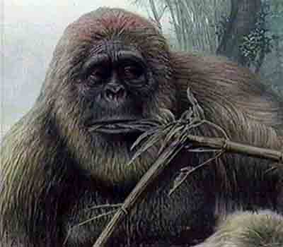 One interpretation of Gigantopithecus. 