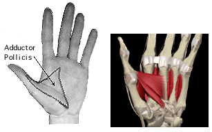 Figure 10. Adductor pollicis. This muscle appears to be absent in the sasquatch hand. Human genetic abnormalities related to the absence of thumb muscles are associated with mental retardation, spinal curvature, aphasia (diminished ability to communicate by any means) and a shuffling gait.