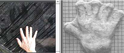 Figure 11. Beta print and the 1986 hand cast made by Paul Freeman (image reversed). The print and cast appear to have been made by hands of comparable size, near the maximum proposed for the sasquatch. 