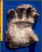 Figure 12. Hand cast made near Walla Walla, WA, by Paul Freeman in the late 1980s. The fingertips appear somewhat pointed as a result of sand flowing into the original impressions (Fahrenbach 2002).