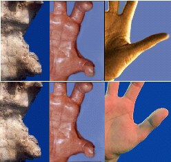 Figure 13. Thumb placement comparison. The human hands are shown with palm lengths adjusted to be similar to the sasquatch model (patterned after the Walla Walla cast, shown at left). The sasquatch thumb, relatively speaking, appears to be smaller than the human thumb, and the leading edge is located much closer to the wrist than in the human hand, where the leading edge is positioned at the midpoint of the palm.