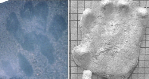 Figure 8. Alpha print (reversed) and Marx cast. Both indicate comparable form and structure.