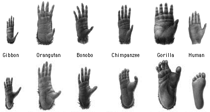 Figure 9. Comparison of hands (top row) and feet (from Linden 1992, Glickman 1998).