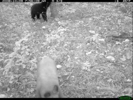 Figure 9. A blonde black bear plays in the foreground, while a darker black bear is occupied in the background.