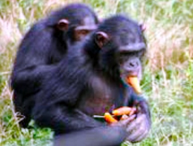 The diet of chimpanzees is highly varied and even includes meat.