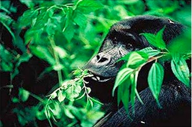 Gorillas, like most primates, eat a wide variety of foods. 