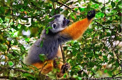 A sifaka feeding. 