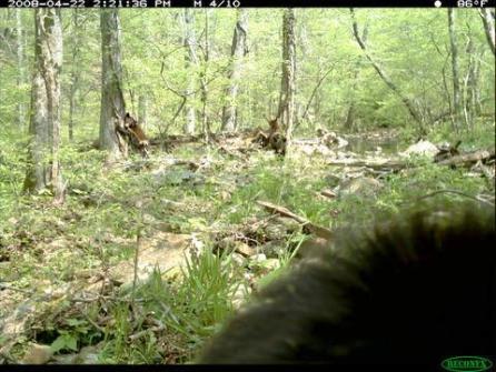 Figure 8. Photos showing just a bit of hair are common. Three bear cubs play in the background.