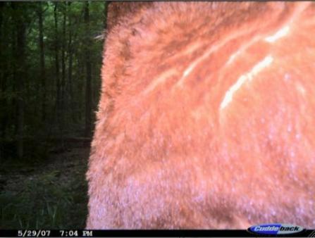 Figure 6. A cinnamon-phase black bear hopes to provide fuel for overzealous bigfoot enthusiasts.