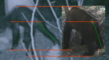 Figure 10. A putative sasquatch on the left compared with an American black bear.