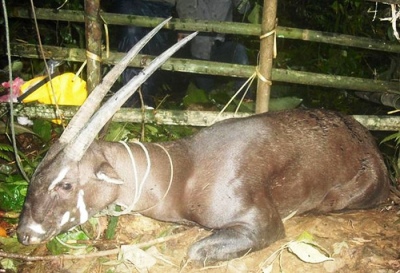 A female saola or Vu Quang ox (Pseudoryx nghetinhensis). One of the world's rarest mammals, it is a forest-dwelling bovine found only in Vietnam (Vu Quang Nature Reserve) and in Laos, near the Vietnam-Laos border Image: Bolikhamxay Provincial Conservation Unit.