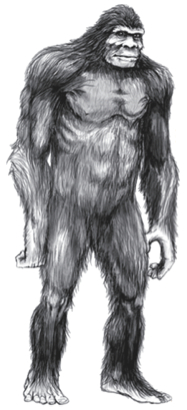 Sasquatch illustration by Pete Travers.