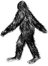 Eye witness sketch of bigfoot seen in Polk County, Texas. 