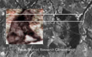 Figure 4. Head position of the Patterson-Gimlin film subject (inset) compared to the Oklahoma figure.