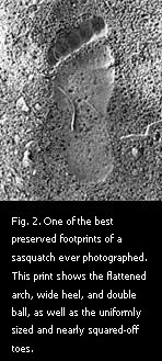 Figure 2. One of the best preserved footprints of a sasquatch ever photographed.