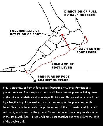 Figure 4. Side view of human foot bones illustrating how they function as a propulsive lever.