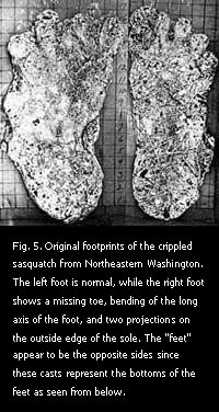 Figure 5. Original footprints of the crippled sasquatch from Northeastern Washington.
