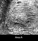 Area A