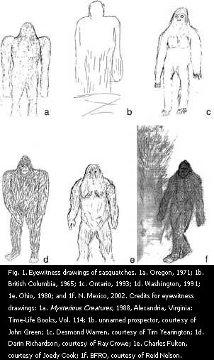 Observer sketches of sasquatches.