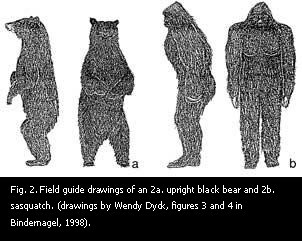 Comparison of black bear and sasquatch.
