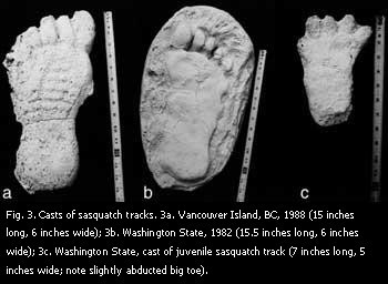 Sasquatch footprint casts.