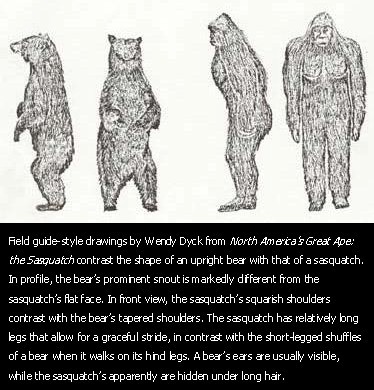 Sasquatch as compared to black bear.