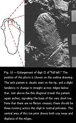 Fig. 10 — Enlargement of digit II of "full left."