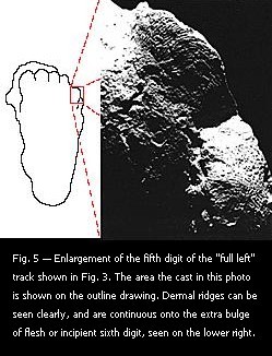 Fig. 5 — Enlargement of the fifth digit of the "full left" track shown in Fig. 3.