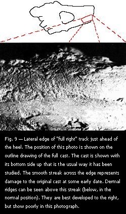 Fig. 9 — Lateral edge of "full right" track just ahead of the heel. 