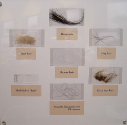 Panel of comparitive hair samples, including an unidentified primate sample from Oklahoma. 