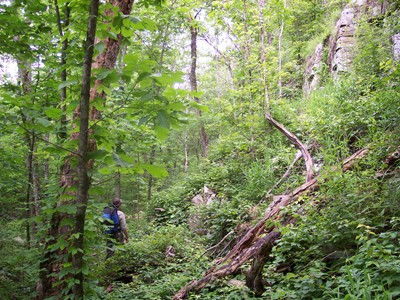 Wildlife biologist Alton Higgins hikes the rugged but lush terrain of Area X in June 2006.