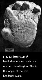 Fig. 1. Plaster cast of handprints of sasquatch from northern Washington. 