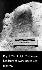 Fig. 3. Tip of digit II of longer handprint showing ridges and furrows.