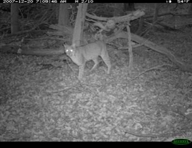 A bobcat (L. rufus) sprays a bait pile as a Reconyx RC55 takes 30 rapid-fire images of him.