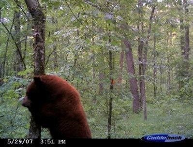 A cinnamon-colored black bear (U. americanus) shows interest in a primate pheromone chip. 