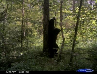 A black bear (U. americanus) stands upright to scratch its back on a tree. 