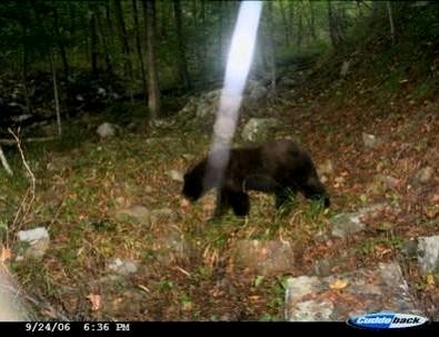 A black bear (U. americanus) traverses a well-worn animal trail in Area X. 