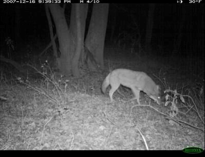 A robust coyote (Canis latrans) sniffs a fresh bait pile of oily scent lures placed by TBRC investigators. 