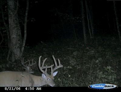 White-tailed deer (Odocoileus virginianus) are moving about in the early morning in Area X.