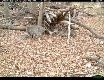 Over 70 images of these two bobcats (Lynx rufus) were captured by a Reconyx RC55.