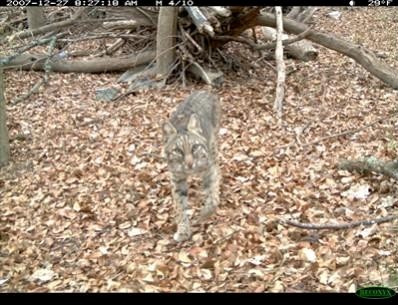 This bobcat (L. rufus) follows his mate toward the Reconyx camera trap to see what all the fuss is about.