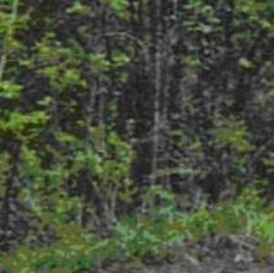 Figure 3. A large bigfoot is said to be standing in the middle of the picture.