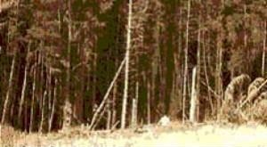 Figure 4. The small white spot near the bottom, center-right, is said to be a bigfoot-like creature.