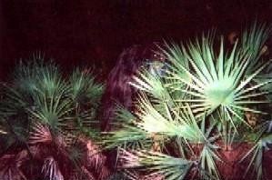Figure 9. What appears to be an ape shown hiding behind saw palmetto leaves. (Widely available)
