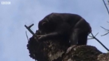 A chimpanzee wields a limb in an attempt to extract honey from a tree. Source: BBC News.